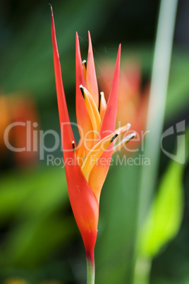 Colorful tropical flower