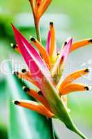 Colorful tropical flower