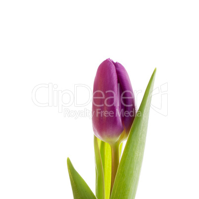 Tulip