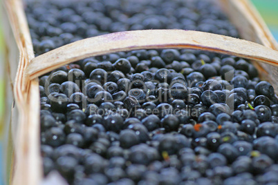 Blaubeeren