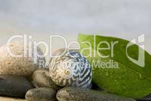 Snailshell and pebble
