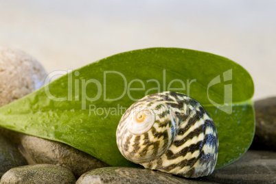 Snailshell and pebble