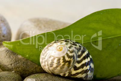 Snailshell and pebble