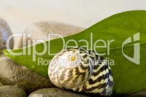 Snailshell and pebble