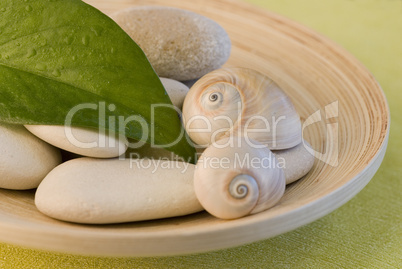 Snailshell and pebble