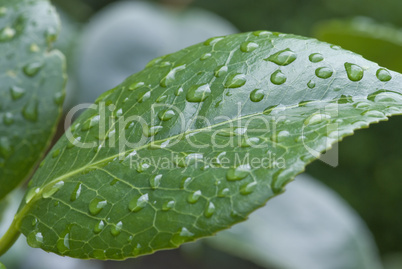 green leaf