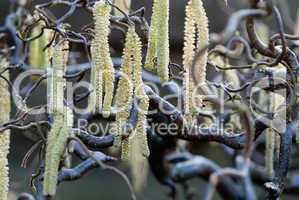 willow tree branch