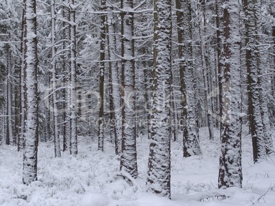 Winterwald