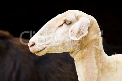 Schaf, sheep