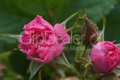 rosa rosenblüten mit knospe