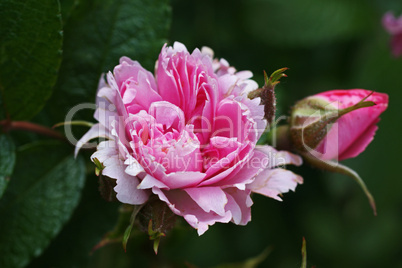 rosa rose mit knospe