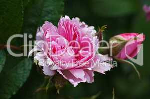 rosa rose mit knospe