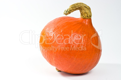 Kürbis, pumpkin