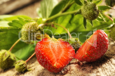 Erdbeere reif und unreif