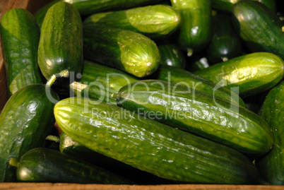 Zucchini