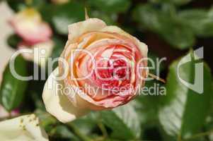 champagnerfarbene rose