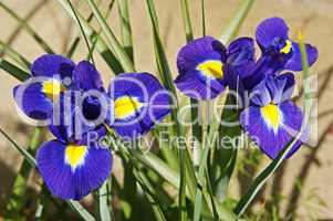 blaue iris