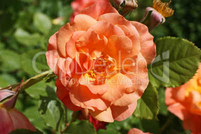 goldgelbe rose