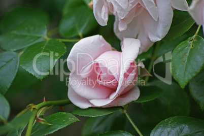 rosa rosenknospe