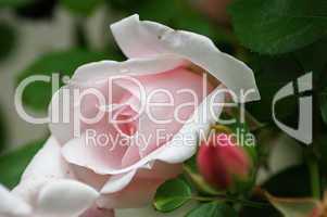 rosa rose mit roter knospe