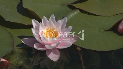 Beautiful Pink water lily