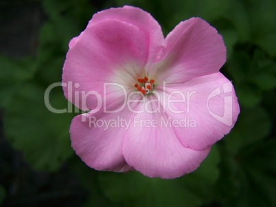 rosa geranie