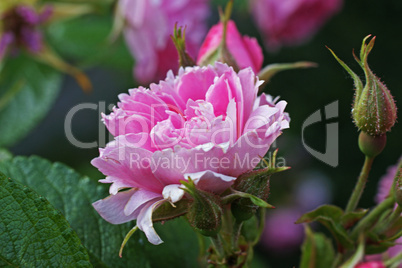 rosa rose mit knospe