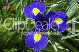 blaue iris