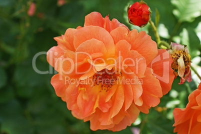 rose, orangefarben