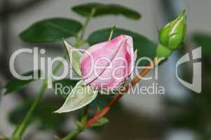 rosa rosenzweig