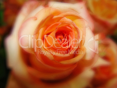 goldene rose