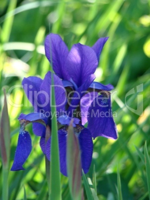 blaue iris