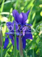 blaue iris
