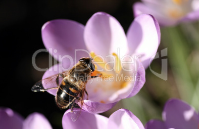 Bee pollinates Crocus / Biene bestäubt Krokus