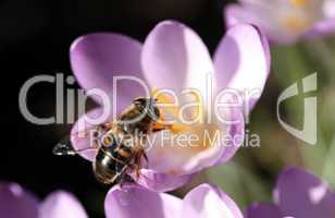 Bee pollinates Crocus / Biene bestäubt Krokus