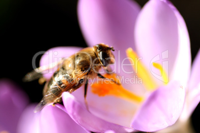 Bee pollinates Crocus / Biene bestäubt Krokus