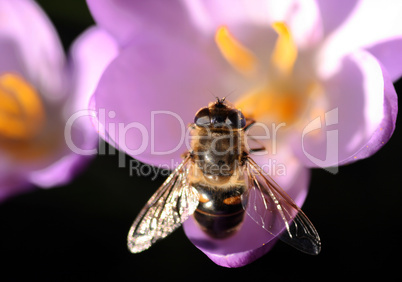 Bee pollinates Crocus / Biene bestäubt Krokus