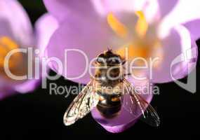 Bee pollinates Crocus / Biene bestäubt Krokus