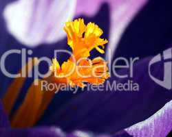 Crocus