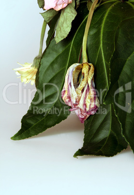 withered bouquet  / Verwelkte Blumen