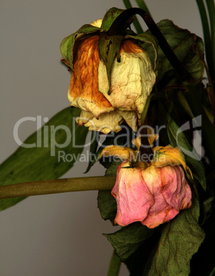 withered bouquet  / Verwelkte Blumen