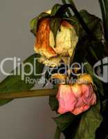 withered bouquet  / Verwelkte Blumen