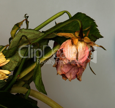 withered bouquet  / Verwelkte Blumen