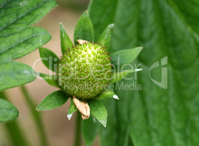 Junge Erdbeere / Young Strawberry