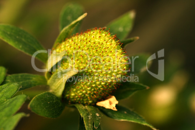 Junge Erdbeere / Young Strawberry