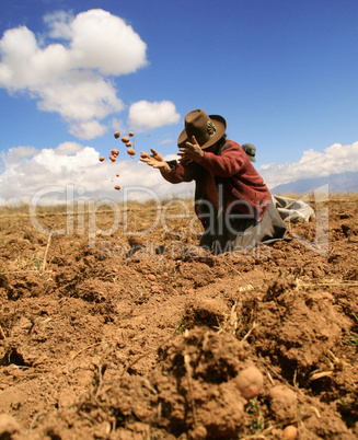 Kartoffelernte, Südamerika