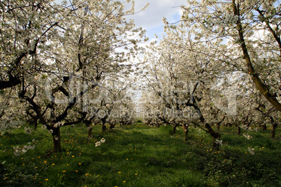 Kirschblüten/Bäume