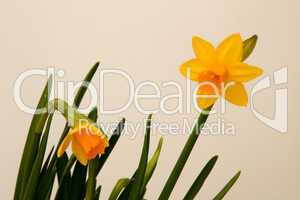 Osterglocke / daffodil