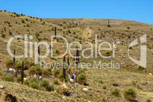 Puya Raimondi (Peru)