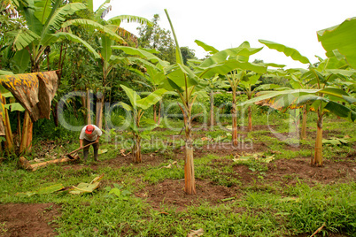 Bananenplantage in Südamerika